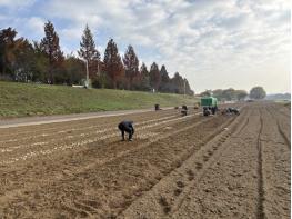 파주시 금촌2동, 내부 인력으로 2026 공릉천 튤립축제 식재 작업 완료 기사 이미지
