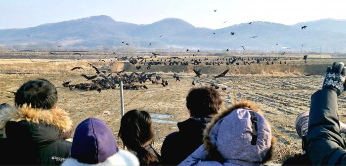  참가자들이 울타리 너머 논바닥에 내려앉은 수많은 독수리 떼를 근거리에서 관찰하고 있습니다