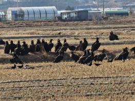 ‘파주 독수리 식당’ 생태여행 성황리 종료 기사 이미지
