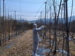 파주시, 과수 화상병 방제 약제 보급 및 예찰 본격 추진 기사 이미지