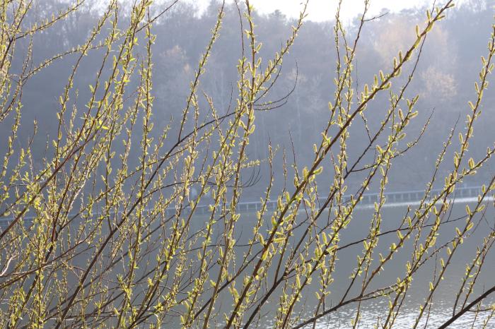 물오른 버드나무