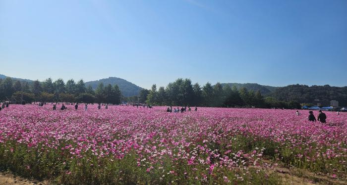 파평면 주민자치회, ‘제12회 파평 코스모스 축제’ 성황리에 마쳐